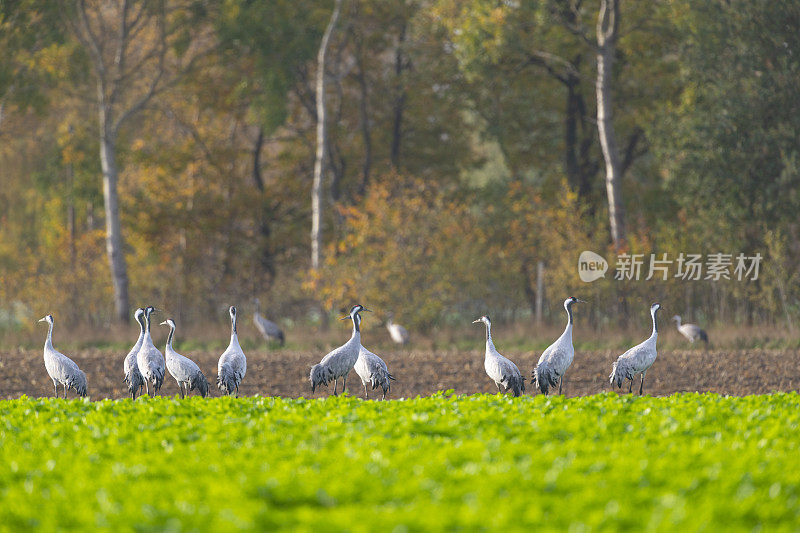 秋季迁徙期间，鹤鸟在田野里休息和觅食
