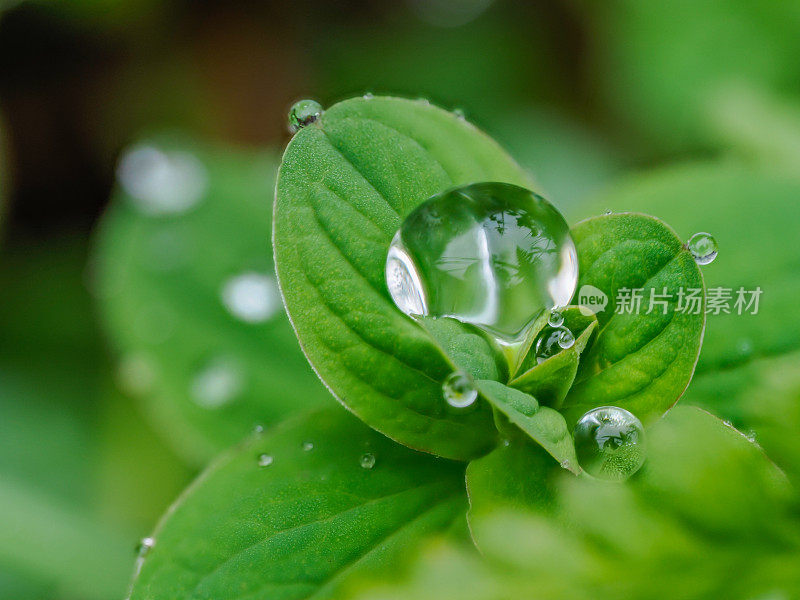 下雨天绿草地上的小露珠