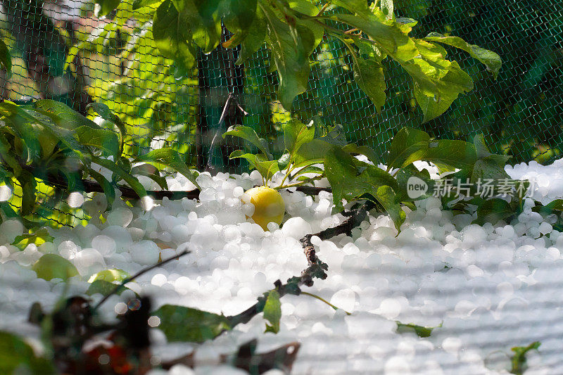 没有防雹网的果树在冰雹中持续受损