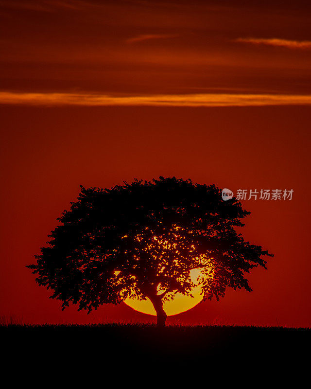 日落前的树
