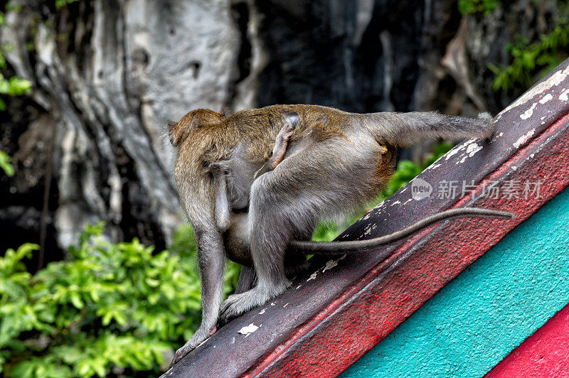 一只猕猴站在马来西亚吉隆坡的拔都洞寺庙的楼梯上