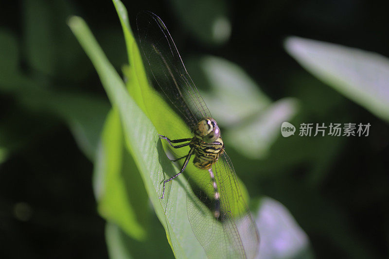 蜻蜓栖息在树叶上