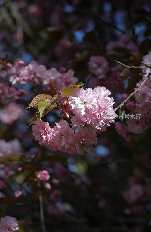 粉红色的樱花在萨里，加拿大