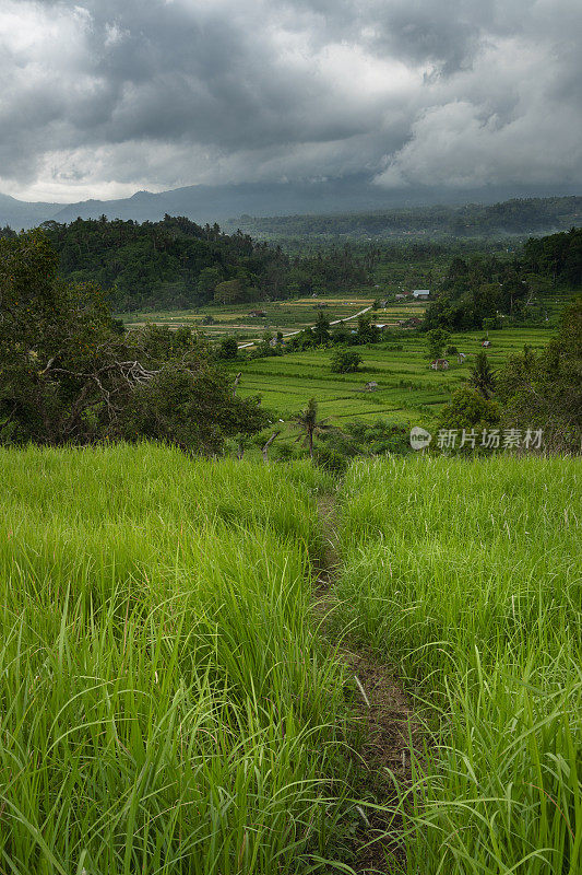 一条穿过巴厘岛乡村草原和稻田的小路