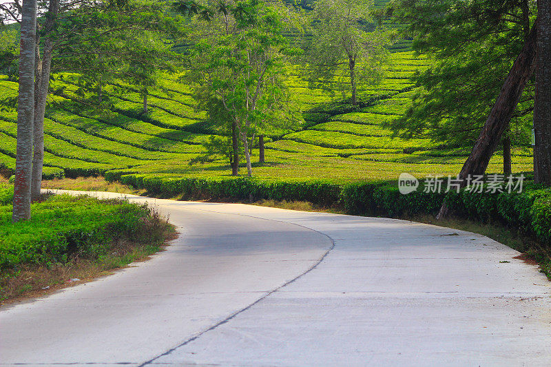 西爪哇，Pangalengan的主要道路上有茶园