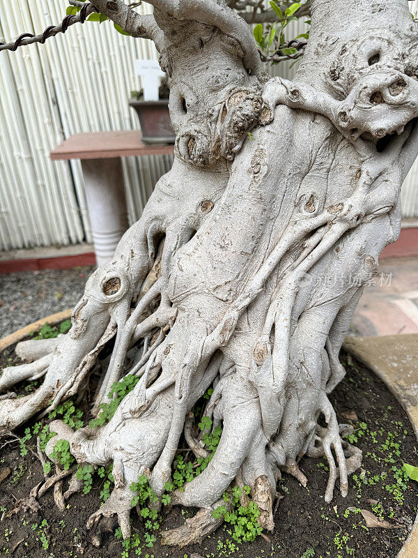 在新德里的公共Lodhi花园中，大型无花果盆景树的支撑根的特写图像，竹屏背景，已被改造成日本花园的庭院