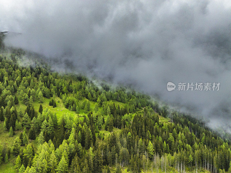 阿尔卑斯山中东部的一座山上的松树林景观