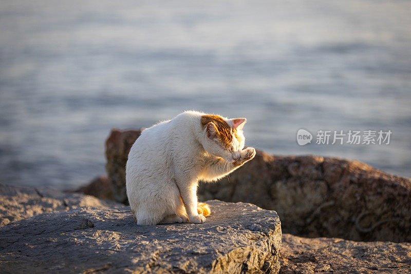 姜白色的流浪猫。