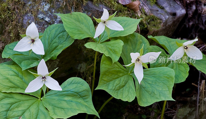 甜白Trillium，大烟山国家公园，田纳西州。黑百合科或百合科。延龄草明喻。这是一种春季开花的多年生植物，原产于美国东南部阿巴拉契亚山脉的部分地区