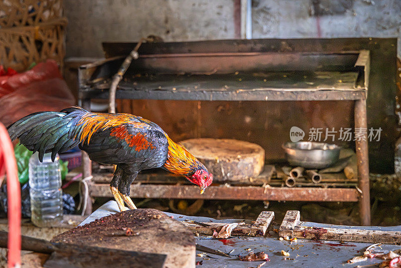 在市场摊位上，一只被绑在屠宰台上的公鸡