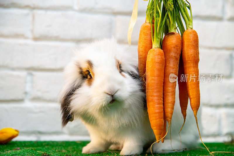 一个白色的兔子与棕色的耳朵的特写。