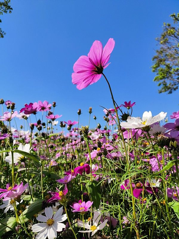 金鸡菊