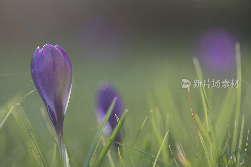 番红花在春天开花