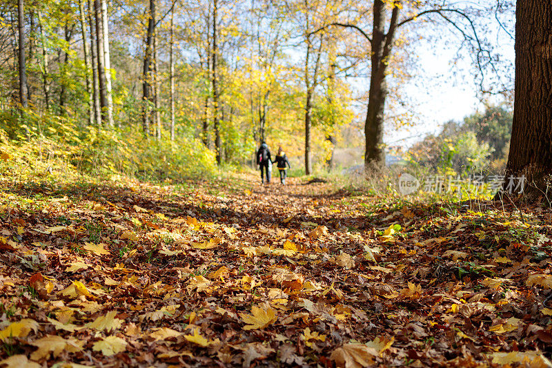 一家人走在满是树叶的小路上，阳光明媚的秋日森林低角