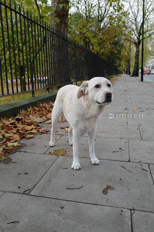 拉布拉多寻回犬