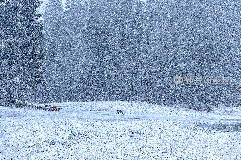 暴风雪中高山森林中的空地