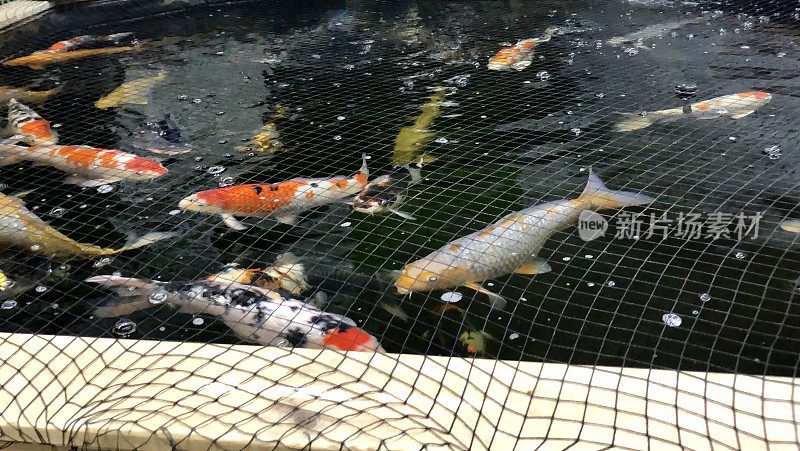 红白相间的琥珀锦鲤在养鱼池中，在花园中心水族、水族宠物店、花园网保护处出售