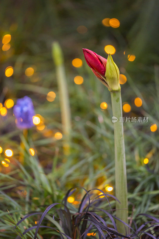 红芽的孤挺花和圣诞装饰灯