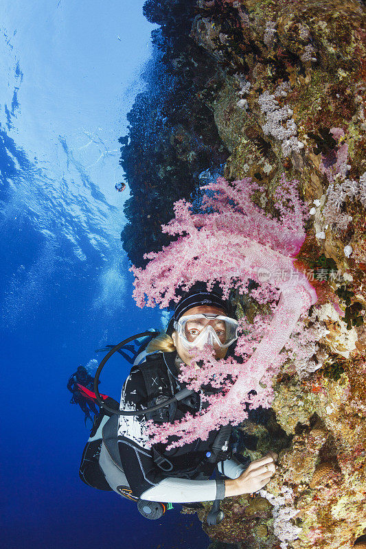 玫瑰多刺的紫堇属植物。粉红色软珊瑚水下海洋生物珊瑚礁水下照片水肺潜水员的观点。女性潜水的背景。