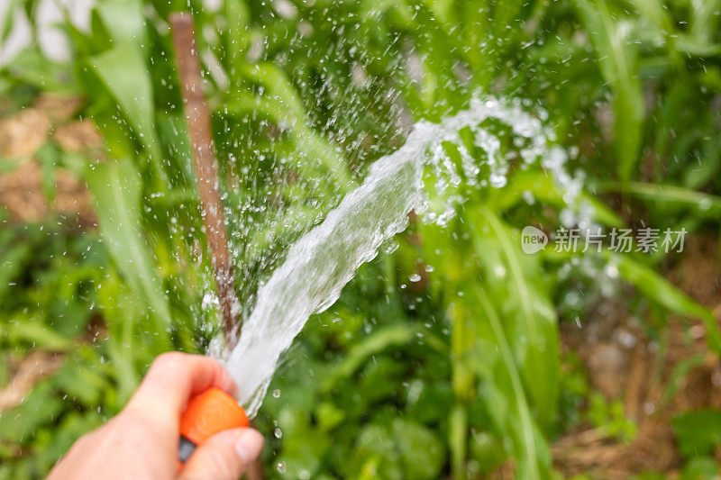 用手持水管给花园浇水