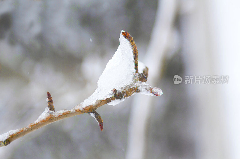 树枝上的雪-冬天的背景。