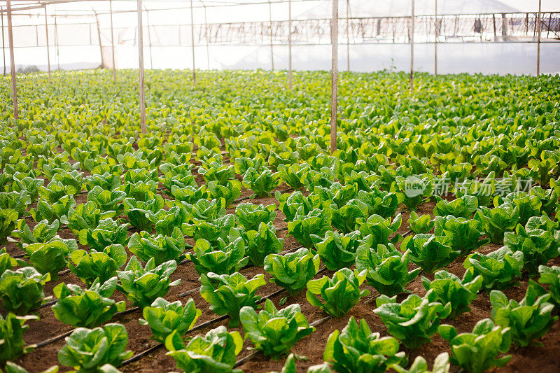 温室用于种植生菜