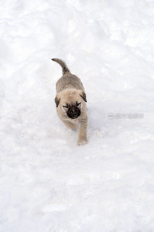 美丽的流浪狗在雪下可爱地跑进相机里