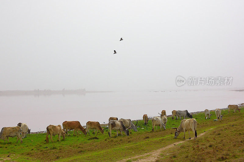 塞内加尔雷特巴湖的牛群