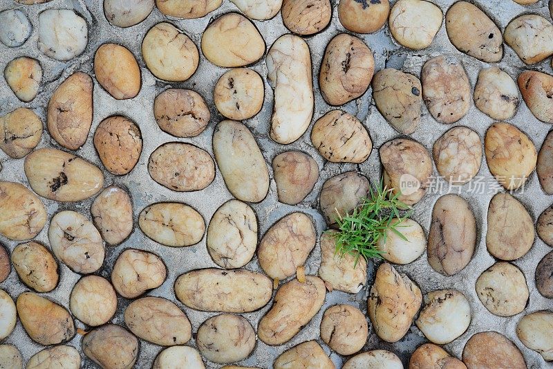 近景细节杂草绿色植物生长和纹理卵石人行道