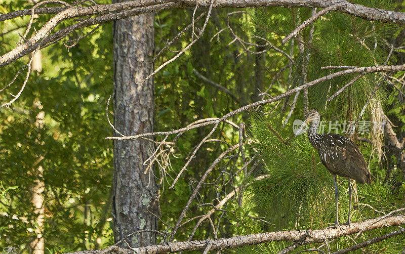 佛罗里达中部奥兰多湿地公园里的跛脚鸟