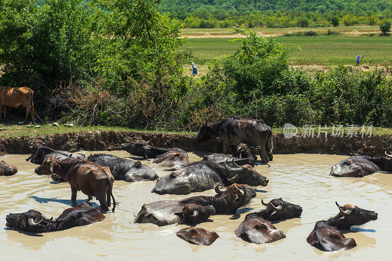 一群在河里游泳的水牛