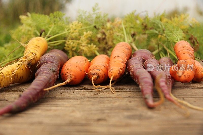 新挖的彩色胡萝卜放在木板上