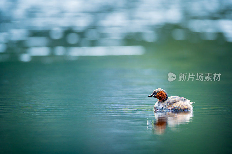 威金在平静的水面上滑行