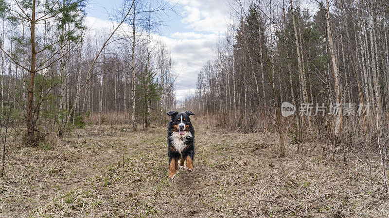 快乐的泽嫩猎犬在森林里沿着乡间小路奔跑，感受着自由。