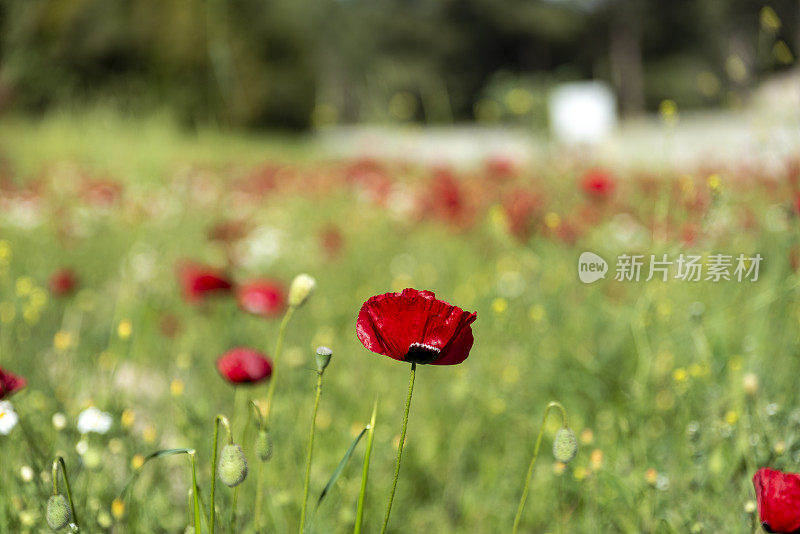 美丽的野花生长在草地上