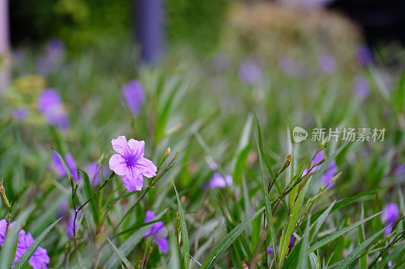 布里顿野生矮牵牛花植物美丽的紫色花瓣