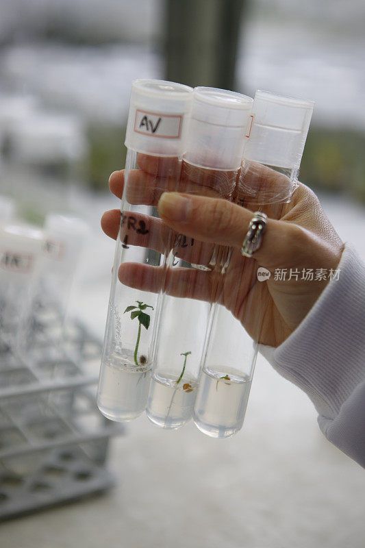 实验室植物组织培养。植物快繁技术实验室。