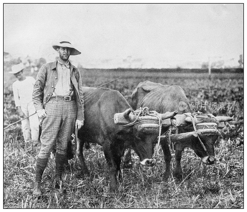 古董黑白照片:甘蔗田，比那尔德尔里约热内卢，古巴