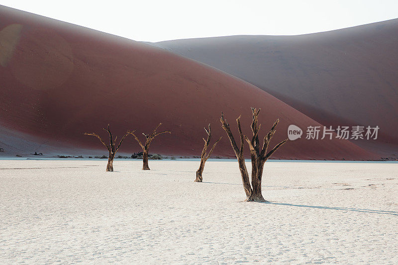 纳米比亚日出时干涸的Deadvlei湖上枯死的树木