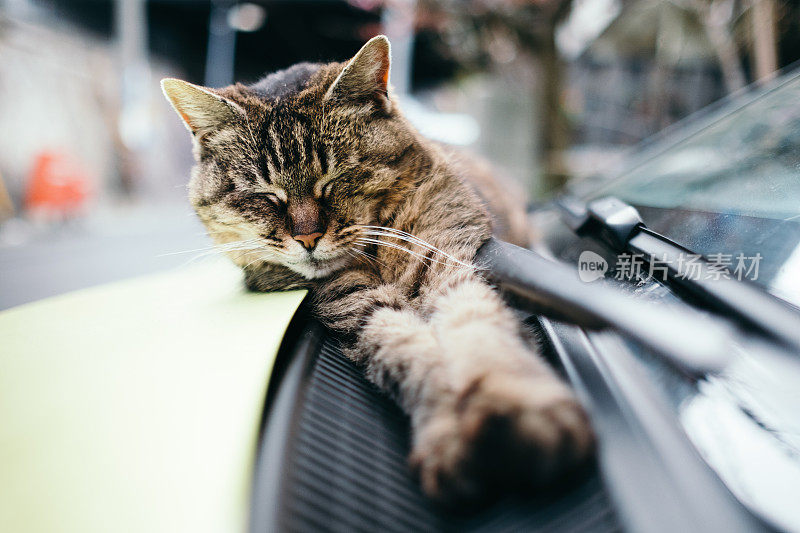 猫睡在车上