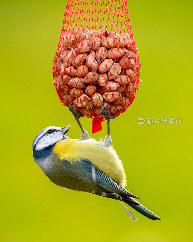 蓝山雀，青色蓝雀，吃的时候挂在带花生的红色塑料网袋上