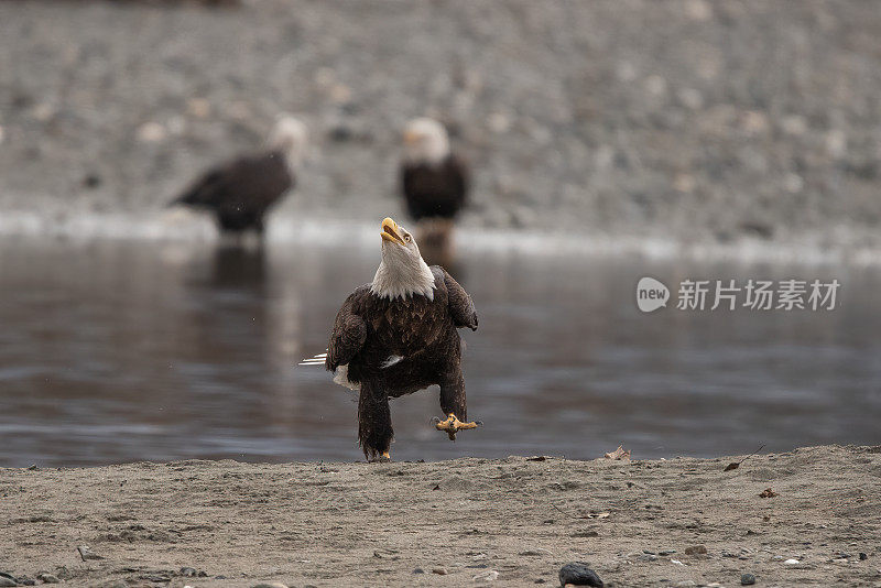 阿拉斯加秃鹰在奇尔卡特河上行走并呼喊着其他同伴