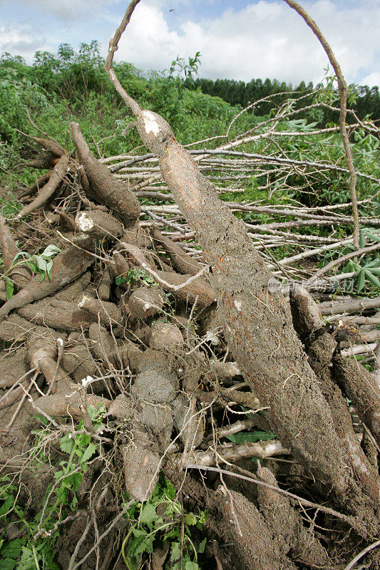 在巴伊亚岛南部收获木薯根