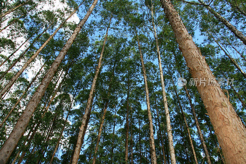 在巴伊亚南部种植桉树