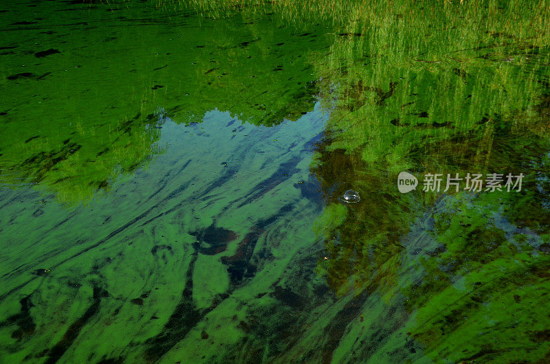 一个人站在水边，指着被污染的绿色的池塘水。湖边梯田有蓝藻细菌。在肥沃的水里游泳是不可能的
