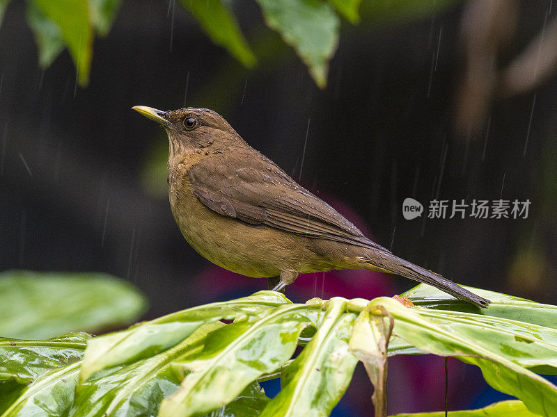 雨中坐在树叶上的泥色画眉