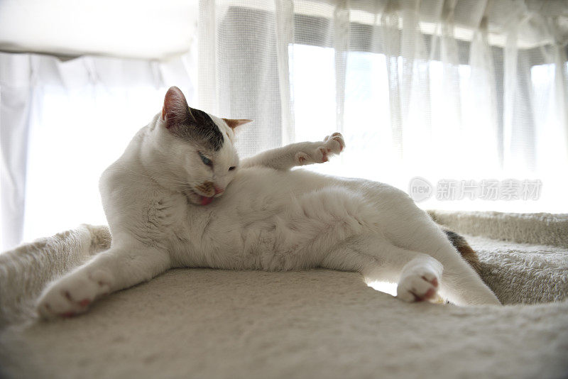 白猫在猫塔舔身体