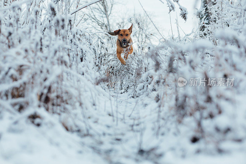 狗在雪霜草中奔跑