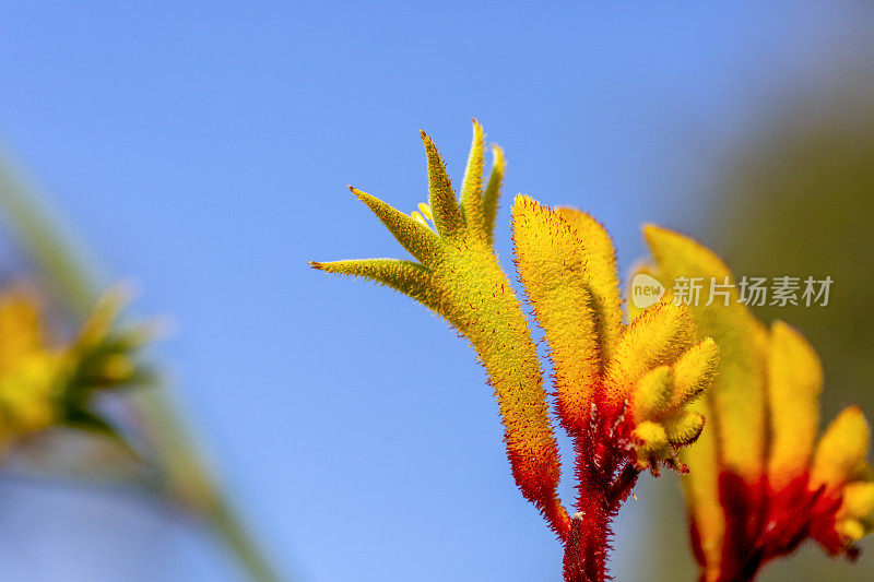 特写黄色袋鼠爪花蕾和花，微距摄影，背景复制空间