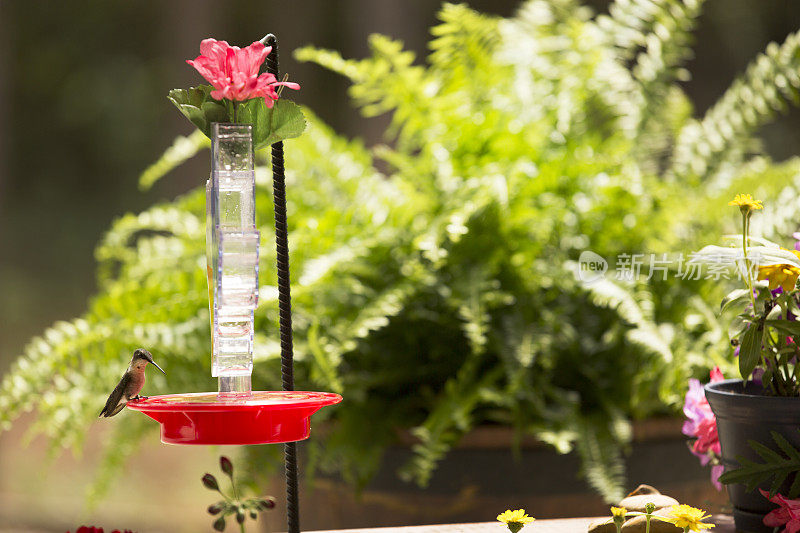 蜂鸟在春天觅食。